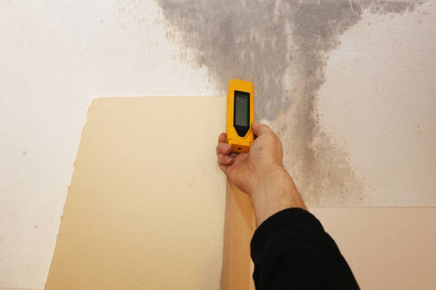 Best Mold Removal for HVAC Installations  in St Charles, MI