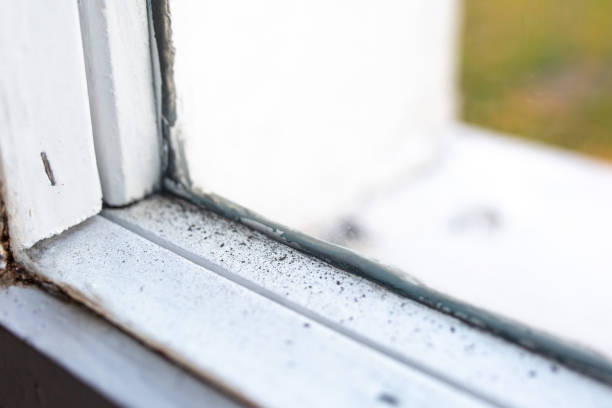 Best Mold Prevention Services  in St Charles, MI