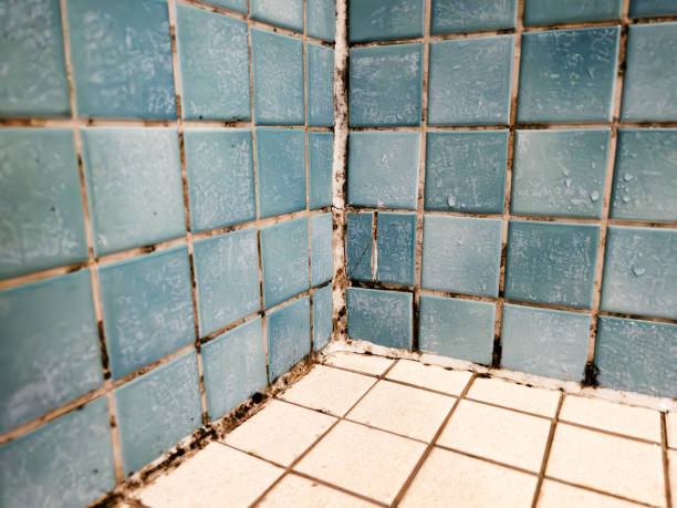 Best Residential Mold Inspection & Testing  in St Charles, MI