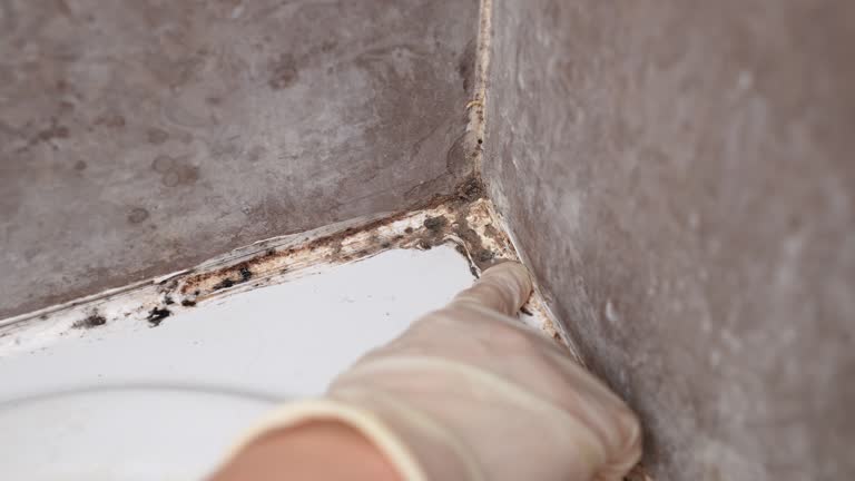 Dehumidification Services in St Charles, MI